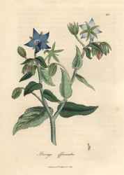 Borragem florida azul, Borago officinalis