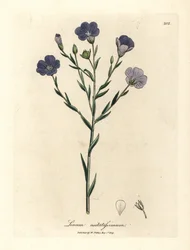 Linho florido azul, Linum usitatissimum