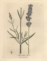Lavanda azul florida, Lavandula spica