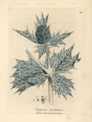 Azevinho azul florido ou eryngo, Eryngium maritinum