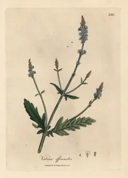Verbena azul florida, Verbena officinalis