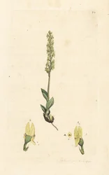 Orquídea de pântano, Hammarbya paludosa (Marsh tway-blade, Malaxis paludosa). Gravura em chapa de cobre colorida à mão depois de uma ilustração de James Sowerby, de James Smith