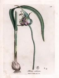 Quadro botânico: Cultivo de alho (Allium sativum) mostrando bulbo, folhas e flores roxas. Gravura em cobre colorido à mão a partir de uma ilustração de James Sowerby. Excerto do livro de William Woodville e Sir William Jackson Hooker "Botanique medic