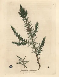 Ramo e bagas de zimbro comum, Juniperus communis