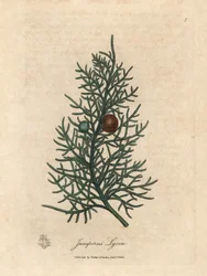 Ramo e bagas do cedro, Juniperus lycia