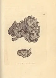 Breadcrumb sponge, Halichondria panicea (esponja tubular compacta; Spongia compacta). Gravura em chapa de cobre colorida à mão por James Sowerby de The British Miscellany, ou figuras coloridas de novos, raros, ou pouco conhecidos sujeitos animais.