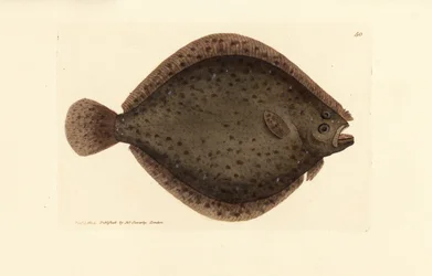 Brill ou kite fish, Scophthalmus rhombus (Pleuronectes rhombus). Gravura em chapa de cobre colorida à mão por James Sowerby de The British Miscellany, ou figuras coloridas de novos, raros, ou pouco conhecidos sujeitos animais.
