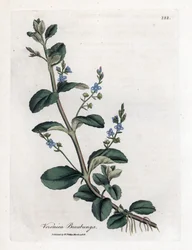 Brooklime speedwell, Veronica beccabunga. Gravura em chapa de cobre colorida à mão a partir de uma ilustração botânica de James Sowerby de William Woodville e Sir William Jackson Hooker