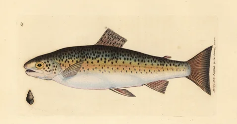 Truta castanha, Salmo trutta fario (Truta Gillaroo, Salmo fario). Gravura em chapa de cobre colorida à mão por James Sowerby de The British Miscellany, ou figuras coloridas de novos, raros, ou pouco conhecidos exemplares de animais.
