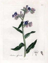 Bugloss officinale - Bugloss, Anchusa officinalis. Gravura em chapa de cobre colorida à mão a partir de uma ilustração botânica de James Sowerby de William Woodville e Sir William Jackson Hooker