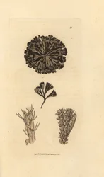 Bugulina avicularia (Flustra avicularis). Gravura em chapa de cobre colorida à mão por James Sowerby de The British Miscellany, ou figuras coloridas de novos, raros, ou pouco conhecidos sujeitos animais.