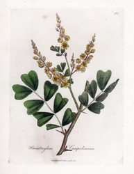 Campeche ou campeche wood - madeira de madeira de madeira, Haematoxylum campechianum. Gravura em chapa de cobre colorida à mão a partir de uma ilustração botânica de James Sowerby de William Woodville e Sir William Jackson Hooker