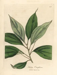 Cânfora, Laurus camphora