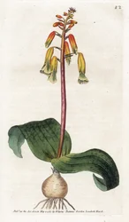 Cape Town Cuckoo - Litografia de James Sowerby (1757-1822), placa da revista Botanical de William Curtis (1746-1799)