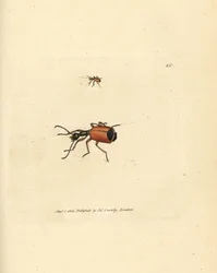 Carabus rotundicollis beetle. Gravura em chapa de cobre colorida à mão por James Sowerby de The British Miscellany, ou figuras coloridas de novos, raros, ou pouco conhecidos sujeitos animais.