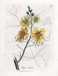 Cassia, falso sene, árvore de alfarroba falsa, chuveiro dourado ou canefier - Árvore de chuveiro dourada, fístula de Cassia. Gravura em chapa de cobre colorida à mão a partir de uma ilustração botânica de James Sowerby de William Woodville e "Medical Botan