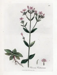 Centauree Chironia - Centauro, Chironia centaurium. Gravura em chapa de cobre colorida à mão a partir de uma ilustração botânica de James Sowerby de William Woodville e "Medical Botany" de Sir William Jackson Hooker, John Bohn, Londres