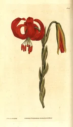 Lírio calcedoniano - Lírio calcedoniano, Lilium chalcedonicum. Gravura e ilustração botânica de James Sowerby da revista The Botanical Magazine de William Curtis, Lambeth Marsh, Londres