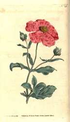 Cistus - Hoary cistus cistus rosa ouro cistus, Cistus incanus. Gravura e ilustração botânica de James Sowerby de The Botanical Magazine de William Curtis, Lambeth Marsh, Londres