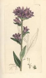 Campanula glomerata (Campanule agglomeree) Gravura em chapa de cobre colorida à mão depois de uma ilustração de James Sowerby de James Smith