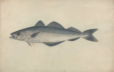 Carvão de peixe