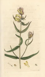 Trigo de vaca comum, Melampyrum pratense (Melampyre des pres, Wood millet, Cochelet, Yellow savory) Gravura em chapa de cobre colorida à mão depois de uma ilustração de James Sowerby da Botânica Inglesa de James Smith, Londres