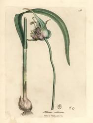 Alho comum cultivado, Allium sativum
