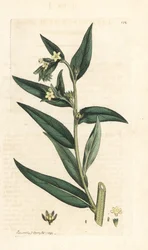 Gromwell comum, Lithospermum officinale (Gremil officinale) Gravura em chapa de cobre colorida à mão depois de uma ilustração de James Sowerby da Botânica Inglesa de James Smith, Londres