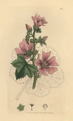 Malva sylvestris Malva sylvestris Gravura em chapa de cobre colorida à mão após um desenho de James Sowerby para James Smith