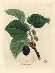 Amoreiras comuns, Morus nigra