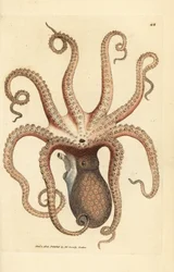Polvo comum, Octopus vulgaris (Choco de oito braços, Polvo sépia). Gravura em chapa de cobre colorida à mão por James Sowerby de The British Miscellany, ou figuras coloridas de novos, raros, ou pouco conhecidos exemplares de animais.