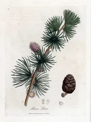 Larix decidua, larício europeu, Larix decidua. Gravura em chapa de cobre colorida à mão a partir de uma ilustração botânica de James Sowerby de William Woodville e "Medical Botany" de Sir William Jackson Hooker, John Bohn, Londres