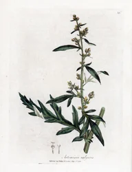 Escova de salva comum ou vulgar - Artemisia vulgaris, Artemisia vulgaris. Gravura em chapa de cobre colorida à mão a partir de uma ilustração botânica de James Sowerby de William Woodville e Sir William Jackson Hooker