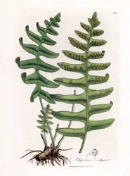 Polipoda comum ou alcaçuz de madeira (samambaia) - Polipodia comum, Polypodium vulgare. Gravura em chapa de cobre colorida à mão a partir de uma ilustração botânica de James Sowerby de William Woodville e Sir William Jackson Hooker
