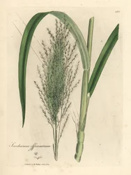 Cana-de-açúcar comum, Saccharum officinarum