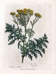 Tansy ou splash comum - Tansy, Tanacetum vulgare. Gravura em chapa de cobre colorida à mão a partir de uma ilustração botânica de James Sowerby de William Woodville e Sir William Jackson Hooker