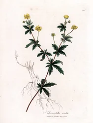 Tormentil comum, Potentilla erecta. Gravura em chapa de cobre colorida à mão a partir de uma ilustração botânica de James Sowerby de William Woodville e Sir William Jackson Hooker