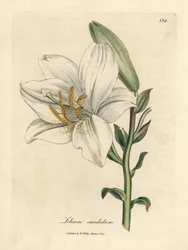 Lírio branco comum, Lilium candidum