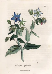 Borragem compendial. Gravura em cobre colorido à mão a partir de um desenho de James Sowerby (1757-1822), em Botanique Medicinale