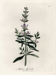 Hyssop compendial. Gravura em cobre colorido à mão a partir de um desenho de James Sowerby (1757-1822), em Botanique Medicinale
