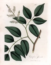 Copaier - Bálsamo de Copaiva, Copaifera officinalis. Gravura em chapa de cobre colorida à mão a partir de uma ilustração botânica de James Sowerby de William Woodville e "Medical Botany" de Sir William Jackson Hooker, John Bohn, Londres