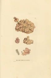 Coralline species, Corallina auriculariaeformis. (Cactus coralline, Halimedia opuntia?) Gravura em chapa de cobre colorida à mão por James Sowerby de The British Miscellany, ou figuras coloridas de novos, raros, ou pouco conhecidos sujeitos animais.