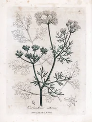 Coriandro (Coriandrum sativum). Gravura em cobre colorida à mão a partir de uma ilustração de James Sowerby. Excerto do livro de William Woodville e Sir William Jackson Hooker "Botanique medicinale" 1832. O incansável Sowerby (1757-1822) desenhou mais de