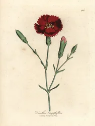 Cravo carmesim, rosa cravo, Dianthus caryophyllus