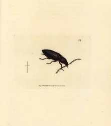 Ctenicera cuprea beetle (Elater chalybeus). Gravura em chapa de cobre colorida à mão por James Sowerby de The British Miscellany, ou figuras coloridas de novos, raros, ou pouco conhecidos sujeitos animais.