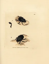 Escaravelho dór ou escaravelho de terra, Geotrupes puncticollis (Scarabaeus spiniger). Gravura em chapa de cobre colorida à mão por James Sowerby de The British Miscellany, ou figuras coloridas de novos, raros, ou pouco conhecidos sujeitos animais.