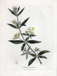 Dyer é mais louco, Rubia tinctorum. Gravura em chapa de cobre colorida à mão a partir de uma ilustração botânica de James Sowerby de William Woodville e "Medical Botany" de Sir William Jackson Hooker, John Bohn, Londres