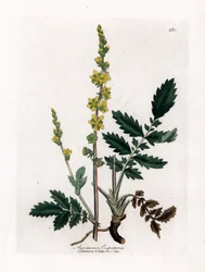 Eupatory sour - Agrimony, Agrimonia eupatoria. Gravura em chapa de cobre colorida à mão a partir de uma ilustração botânica de James Sowerby de William Woodville e Sir William Jackson Hooker