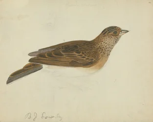 Clarabóia eurasiática