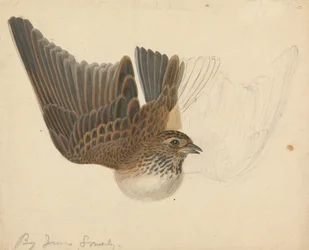 Clarabóia eurasiática